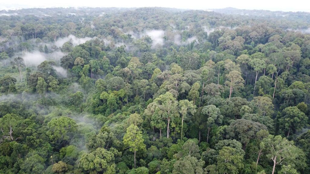 Misty rainforest